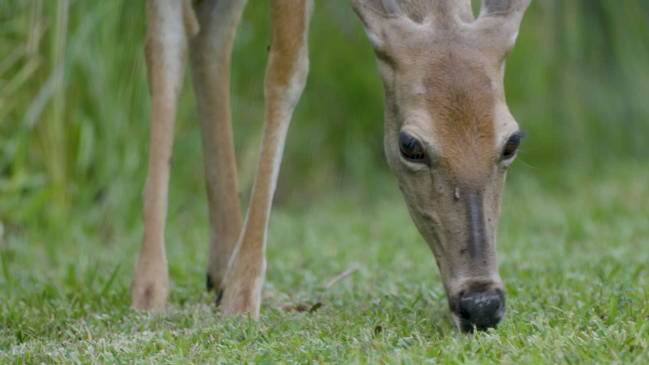 Un cervo dalla coda bianca pascola sull'erba fresca, con la testa abbassata mentre si nutre in un ambiente lussureggiante e verde.