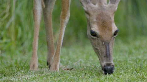 a white-tailed deer grazes on fresh grass, its head lowered as it feeds in a lush, green environment