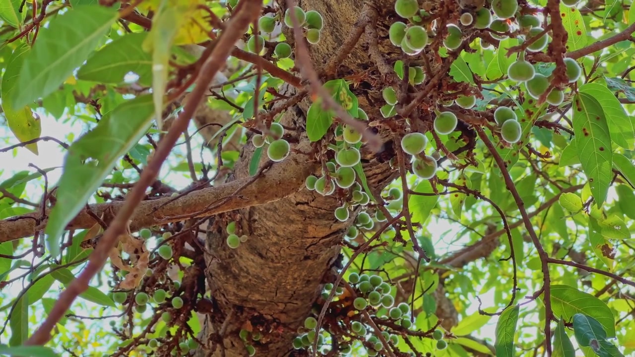 Ficus racemosa'nın gövde ve dallarından doğrudan çıkan olgunlaşmamış yeşil incirlerin yoğun kümelerini gösteren yakın çekim yukarıdan görünüm, doğal tropikal ortamda kaliflori botanik fenomenini sergiliyor.