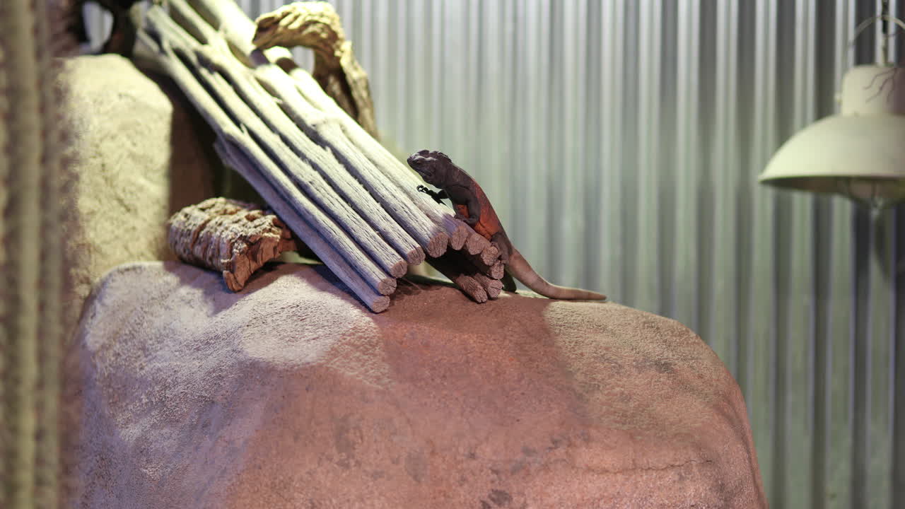 пустынная ящерица отжимается на жаре