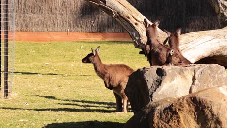 two kangaroos interacting near rocks and tree