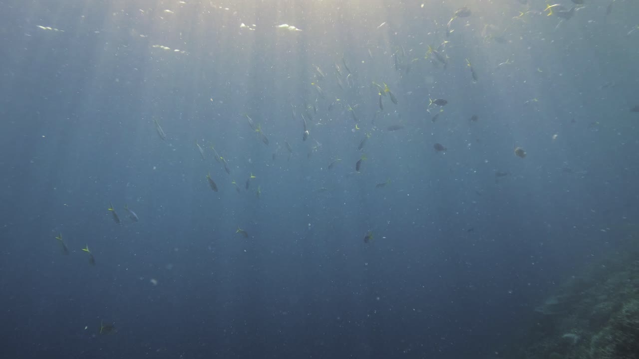 총병들의 학교는 바다 표면 아래에서 우아하게 수영합니다.