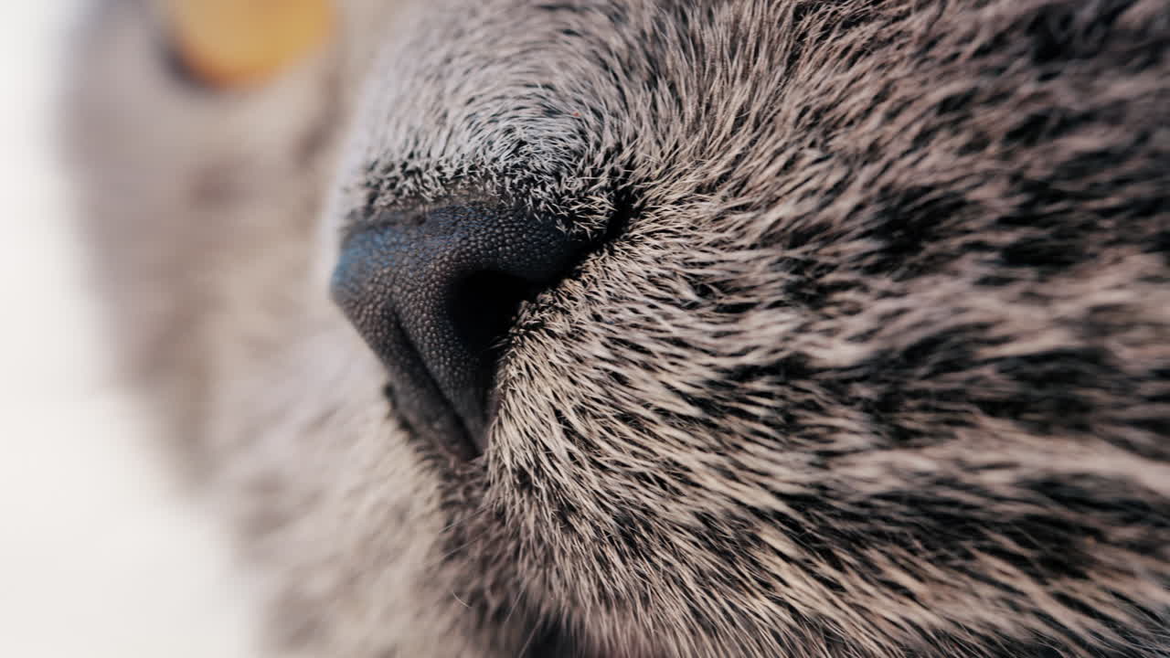 Close up of a grey British Shorthair cat's snout with detailed fur and whiskers