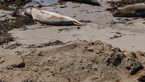 Cachorro-De-Foca-Moviéndose-En-Medio-De-La-Colonia,-En-Las-Arenas-De-Morro-Bay,-Soleada-California---Cámara-De-Mano,-Acercamiento