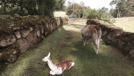 un par de alpacas comen en las tierras altas de los andes, fauna de la cordillera andina