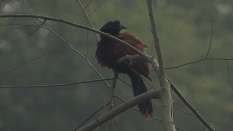 Aves-Coucal-Mayores-En-Nepal