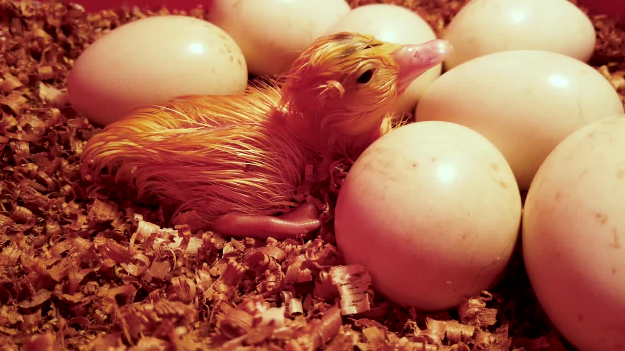 Neugeborenes gelbes Entenküken ruht im Nest, umgeben von Eiern, und schläft ein.