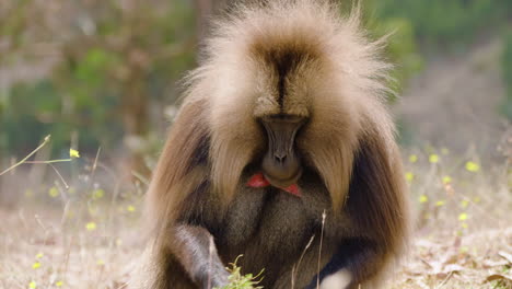 adult gelada monkey - bleeding-heart monkey picking grass in the fields in simien mountains national park, ethiopia. - closeup shot