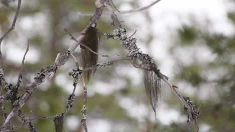 Old-gray-pine-branches-in-quiet-forest