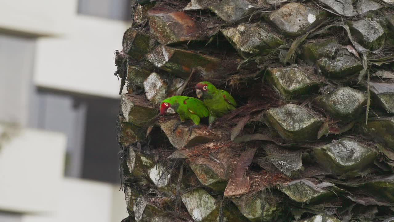 Green parrots sitting on palm tree in Miraflores, Lima, Peru, with urban background
