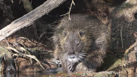 madriguera de rata con una nutria adulta gordita, myocastor coypus en la entrada, rascándose el genital con picazón con sus pequeñas garras, acicalándose y limpiando en el ambiente pantanoso, tiro estático de cerca