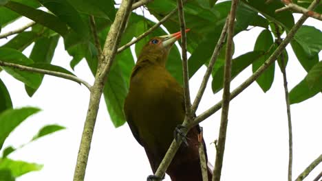 Low-angle-close-up-shot-of-a-Green-oropendola,-psarocolius-viridis-perched-on-tree-branch-in-wooded-habitats,-wondering-around-the-surroundings-environment