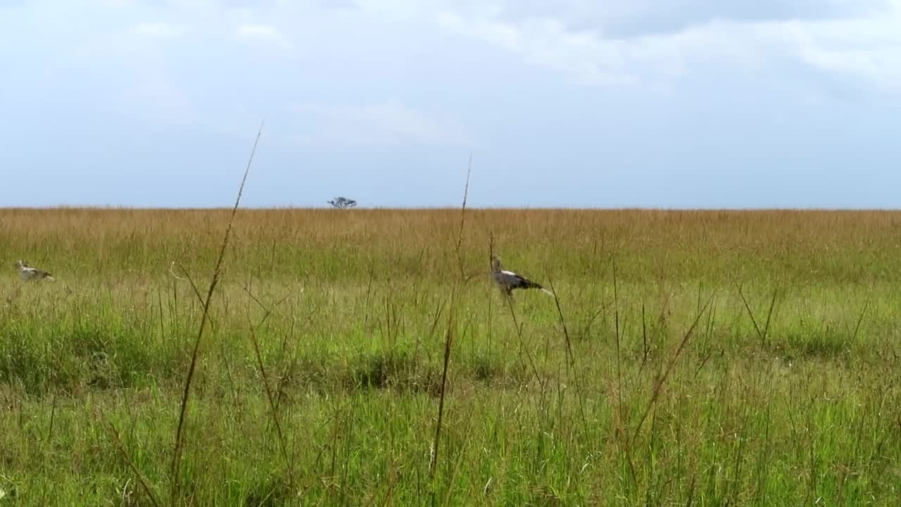 majestuosa toma de pájaros secretarios caminando, buscando serpientes en la sabana africana