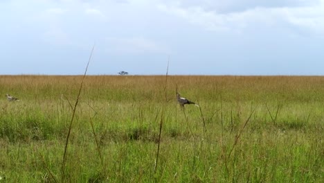 majestuosa toma de pájaros secretarios caminando, buscando serpientes en la sabana africana
