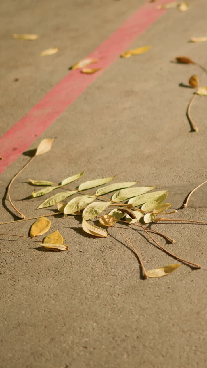 fallen leaves on painted pavement with pink curb line scattered yellow leaf cluster on warm concrete, low angle composition, soft shadows and gritty texture evocative street scene suited for street