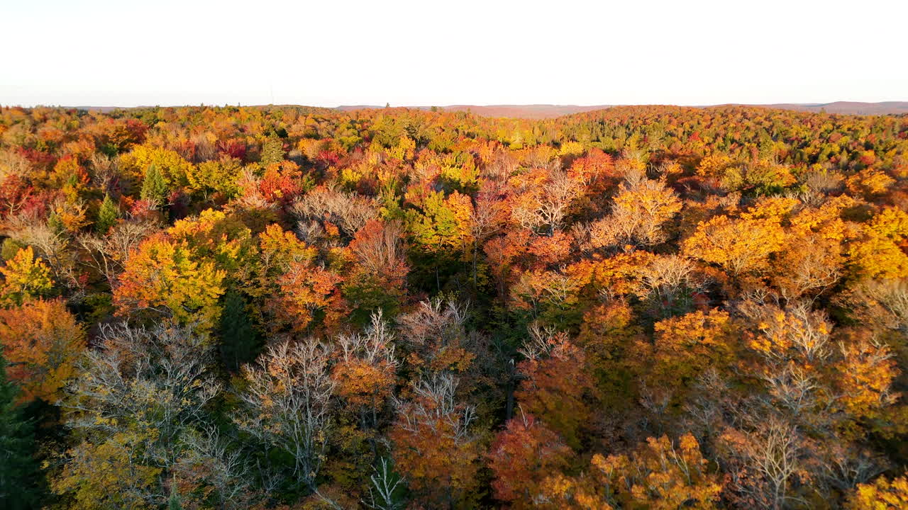 Aerial view of a vibrant autumn forest with lake, river, and mountains at sunrise in Mauricie, Quebec, Canada. Warm light highlights the colorful fall landscape