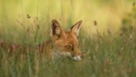 sly red fox moving stealthily though long grass