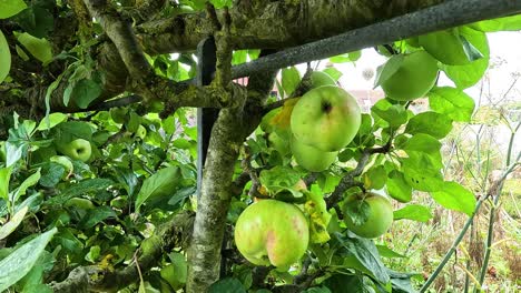 manzanas verdes creciendo en un jardín exuberante