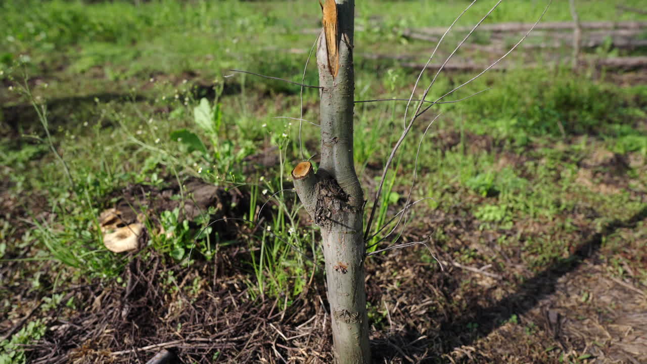 Trimmed young willow tree - Salix stands in moist soil among cut stems and early ground growth in a managed wetland plantation in the Paraná Delta, Argentina, real time