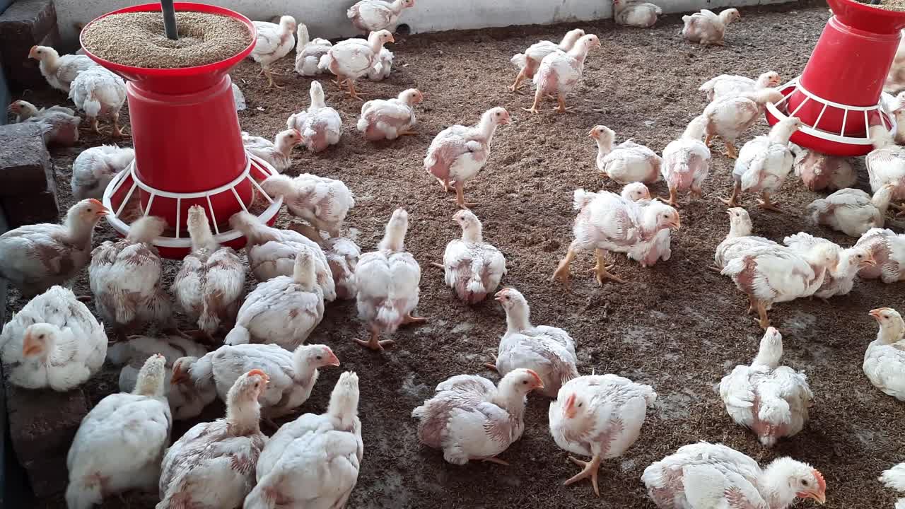 granja avícola con comederos para gallinas gordas y casas para pájaros, gran granja avícola bien equipada con comederos automáticos para gallinas blancas gordas y casas para pájaros de madera con una luz brillante