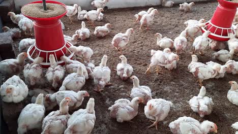 poultry farm with fat hens feeders and birdhouses, large well-equipped poultry farm with fat white hens automated feeders, and wooden bird houses at a bright light