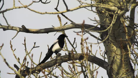 black-billed magpie perching on the tree branch in the forest in canada - close up