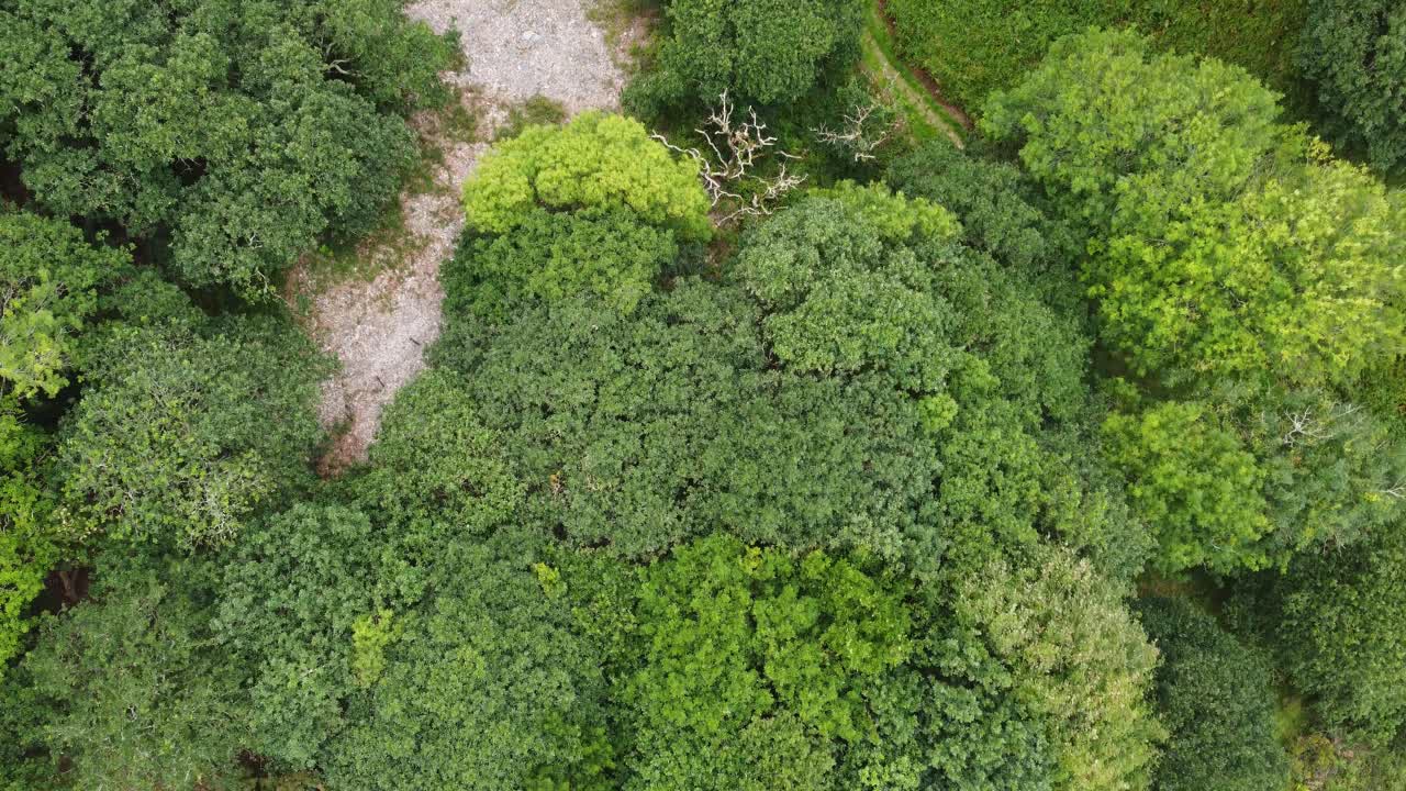 vista aérea de arriba hacia abajo sobre árboles con roca de esquisto fragmentada y camino forestal