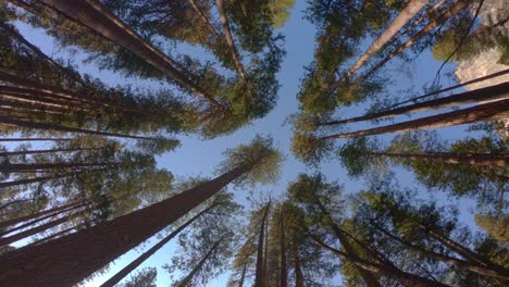 Toma-De-360°-De-Un-Círculo-De-árboles-Desde-Abajo.