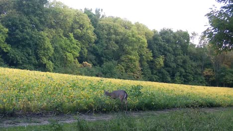 White-tail-deer-yearling-cautiously-grazing-on-the-edge-of-a-soybean-field,-in-the-upper-Midwest-in-early-autumn