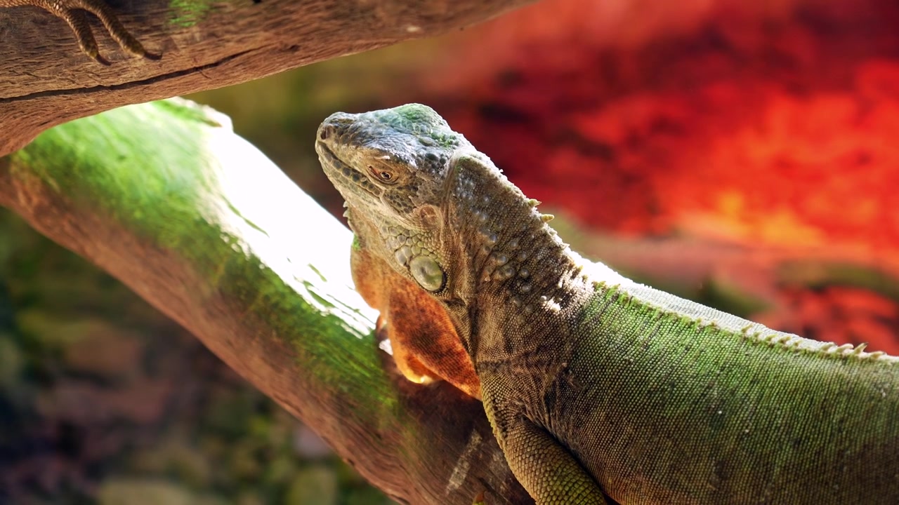 Primo piano di un'iguana verde che si crogiola su un ramo d'albero