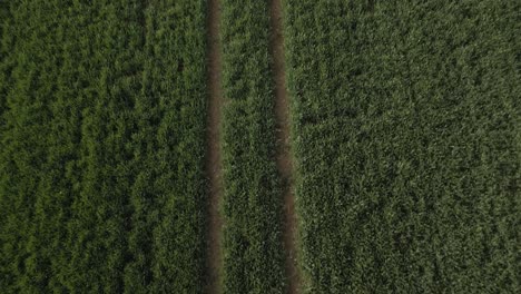 Tractor-Tracks-Leave-On-An-Irish-Farm-Fields