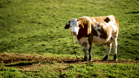 Dairy-cow-standing-on-a-green-meadow-on-an-organic-farm-looking-into-the-camera