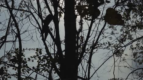 in this orbital shot of tree leaves and branches, beautifully illuminated from behind