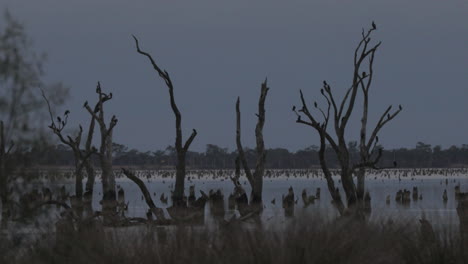 variety of australian birds perched at kow swamp during dusk