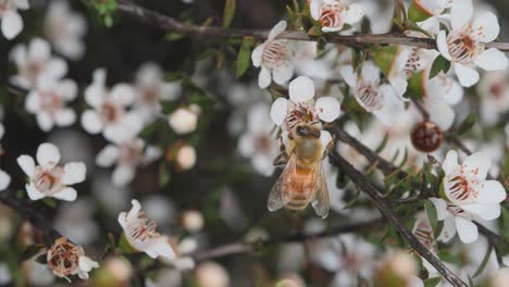 Abeja-Melífera-Polinizando-En-Hábitat-Natural,-Yendo-De-Flor-En-Flor,-Manuka