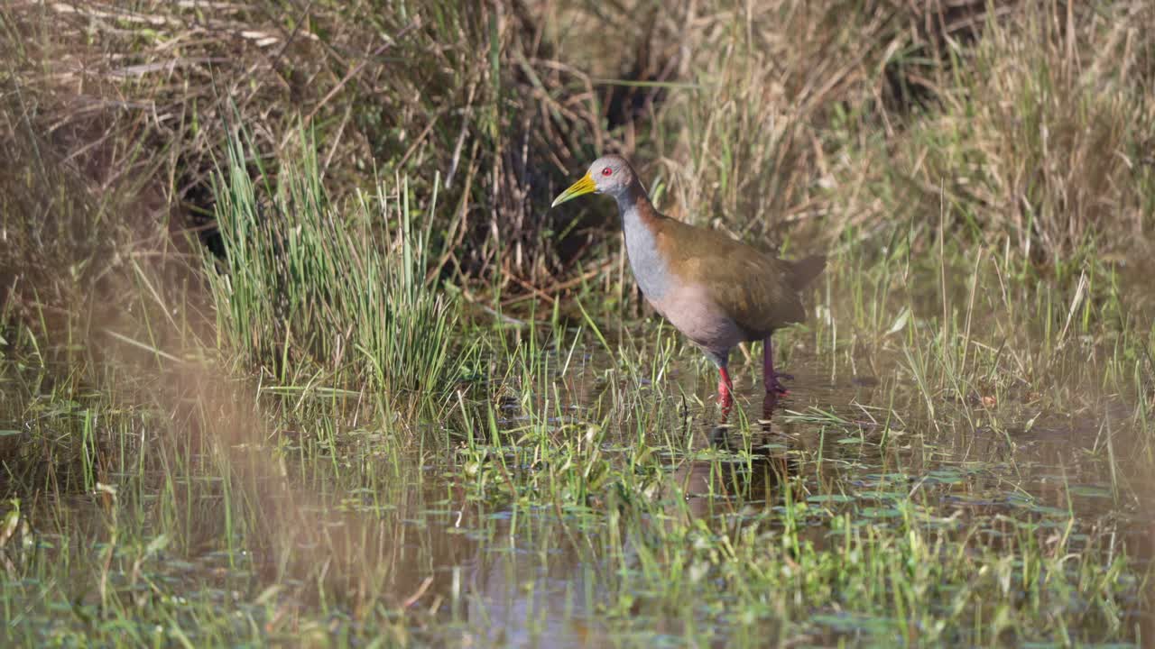 Giant Wood Rail Bird Foraging In The Wetland. - closeup shot