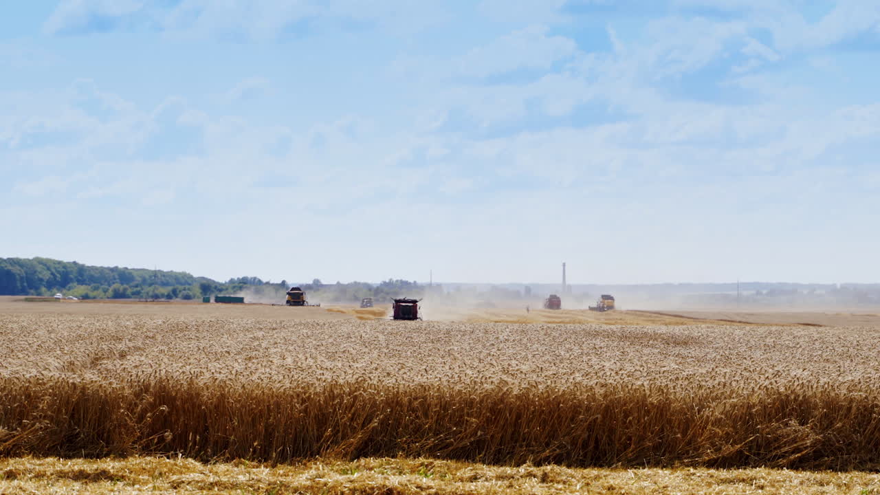 Grain harvesting combines working in a sunny day. Yellow field with grain on the front. Agricultural technic working in field. Video from the side.