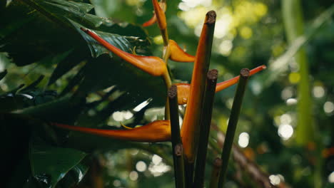 close-up of a heliconia flower