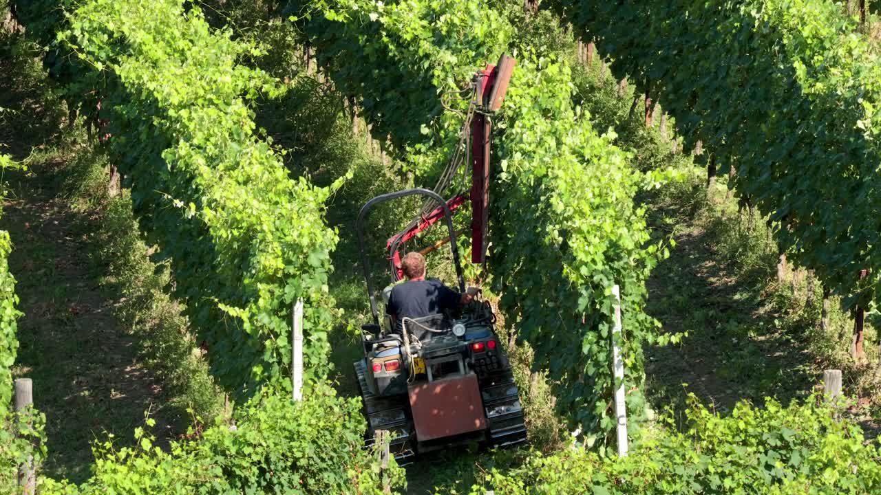 Macchina che pota i filari di vigneti a Torino, Italia
