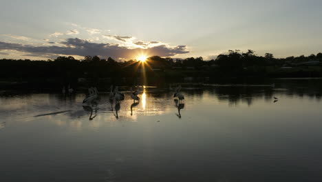 Aerial-orbiting-shot-of-pelicans-standing-in-shallow-sea-water-during-golden-sunset-in-background,-Australia