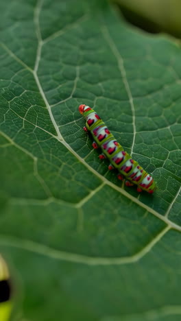 colorful caterpillar on a leaf