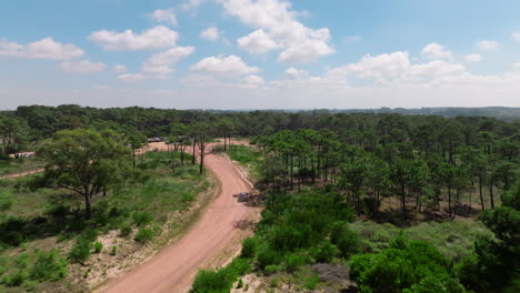 embark on an adventure as the car drives through a sunny gravel road amidst a pine forest