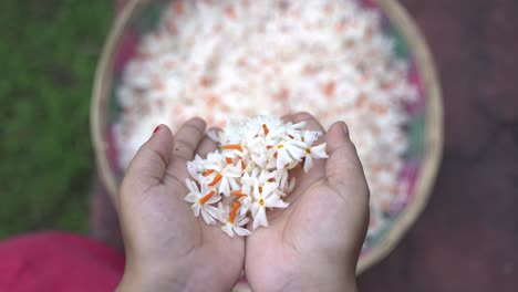 la fleur de jasmin de nuit, seuli ou shefali est la fleur symbole du festival saradiya ou durga puja en automne