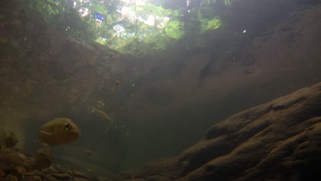 kaeng krachan national park is home to a lot of fantastic wild animals and the streams are life source of fresh water for animals to drink and for fish to swim around