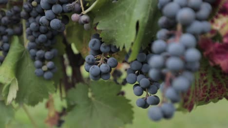 Close-up-of-red-grapes-on-a-vine-in-a-vineyard