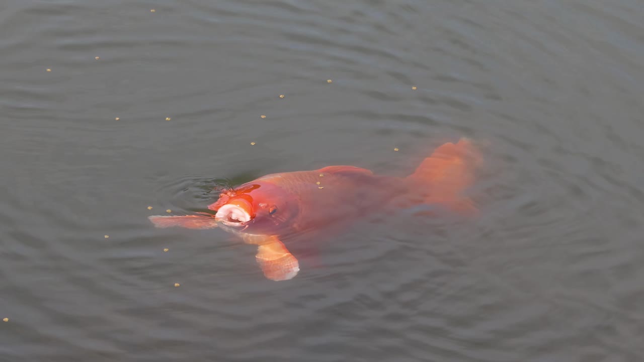 Close-up view of vibrant koi fish swimming and interacting in a serene pond environment.
