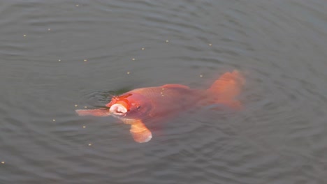 close-up view of vibrant koi fish swimming and interacting in a serene pond environment.