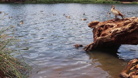 Plano-Medio-De-Gansos-Egipcios-En-Un-Lago-O-Presa-Con-Un-Tronco