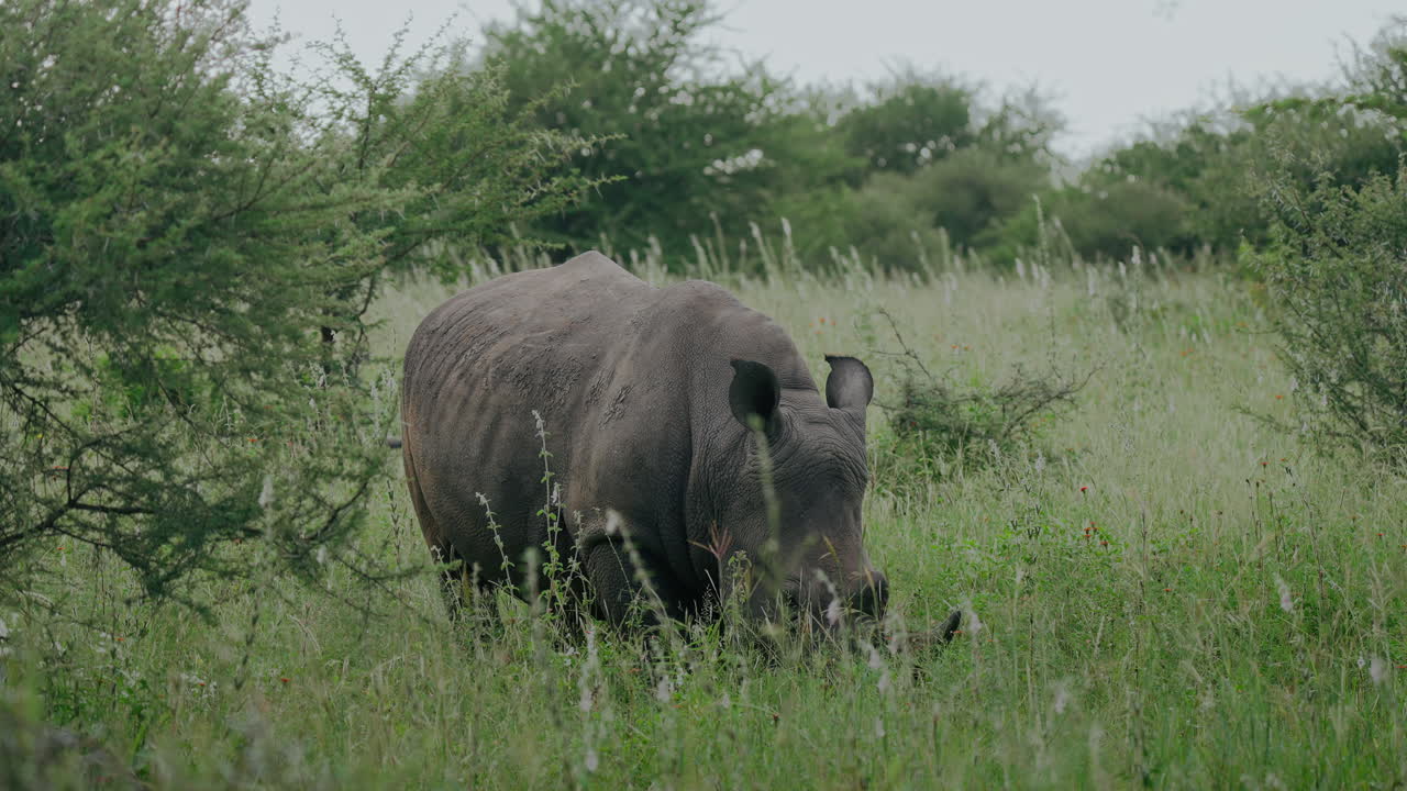 White Rhino in African Savanna