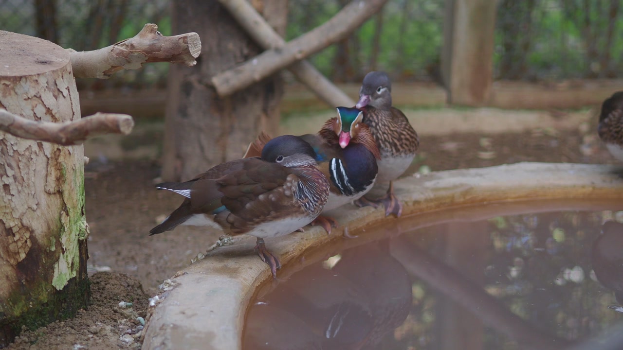 Colorful Mandarin Ducks Resting by a Pond